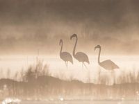 Flamants roses dans le brouillard avec rétro-éclairage.