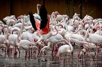 plus de 400 flamants roses