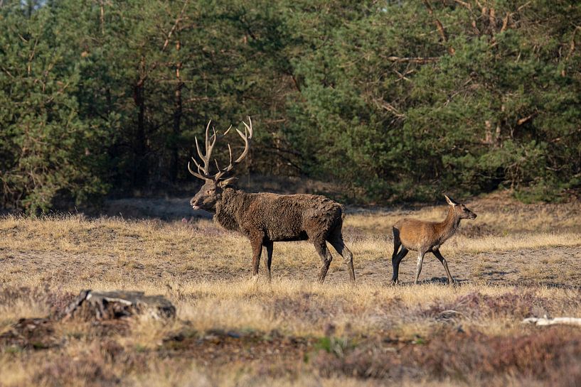 Rothirsch auf der Hoge Veluwe, Brunftzeit von Gert Hilbink
