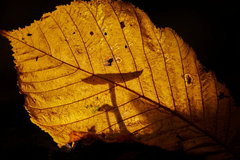 Autumn mushroom by Wilfried Roovers