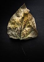 Leaves No 1 Color Version