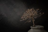 Still life with large dried hogweed in grey stone jar