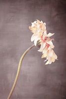 Fleur de gerbera rose tendre - style wabi sabi