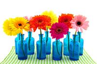 Gerberas colorés dans des vases bleus
