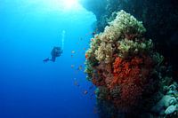Diver next to the reef