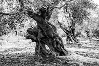 An ancient olive tree called Methuselah