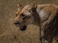 Lion africain en gros plan