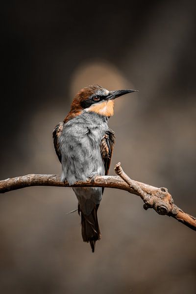 Bee-Eater Dark by Ruben Van Dijk