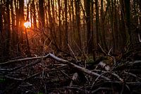 The Beauty of the Fallen