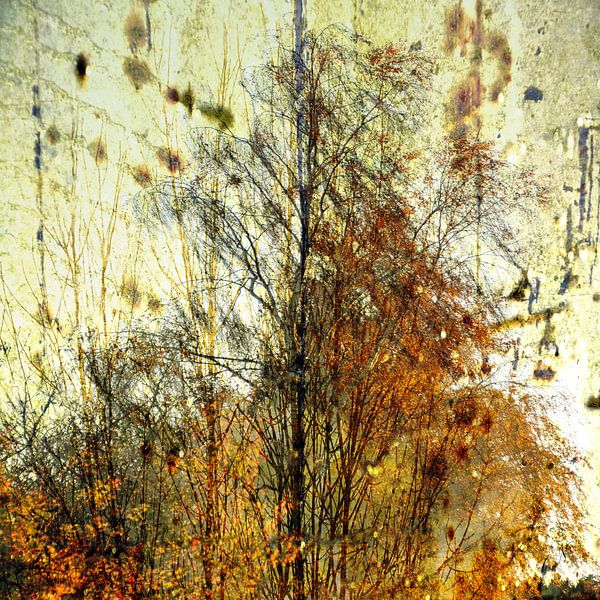 Birch Group by Christine Nöhmeier