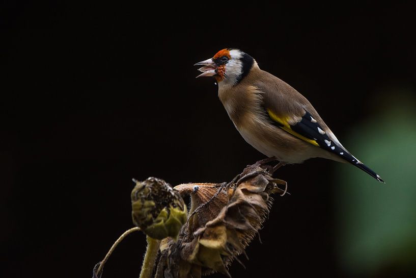 Chardonneret sur un tournesol par Danny Slijfer Natuurfotografie