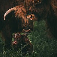Birth of a Scottish Highlander | Animal Photography Cow | Tumbleweed & Fireflies Photography
