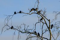 Krähen sitzen im Kreis auf einem Baum