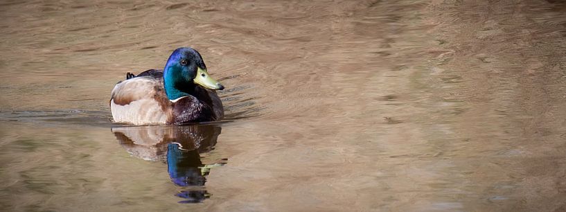 Wildente mit blauem Kopf, die im Wasser wippt (Panorama) von Fotografie Jeronimo