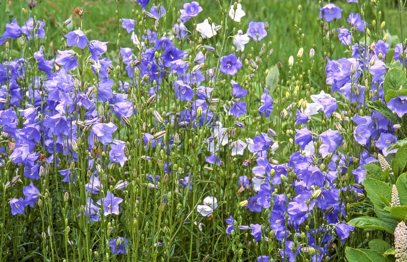 Belle horloge, Campanula persicifolia par Martin Stevens