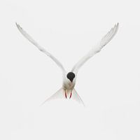 Sterne pierregarin volante