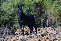 Giara Pferd in Sardinien