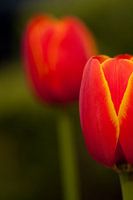 Roodgele tulpen tegen een wazige achtergrond