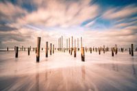 Palmendorf in Petten