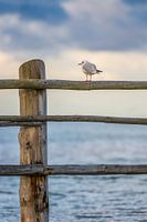 Toeschouwer bij de zee