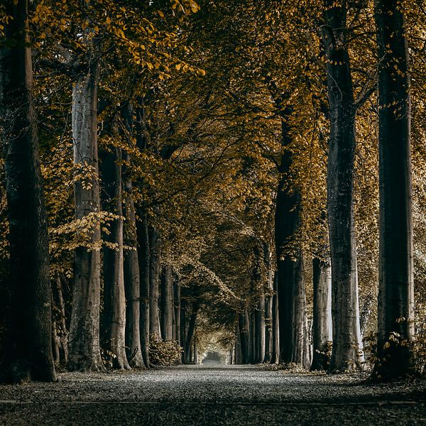 Bosdreef von Rik Verslype