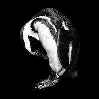 Penguin portrait in black and white - square