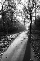 Fußweg mit Laub im Herbst
