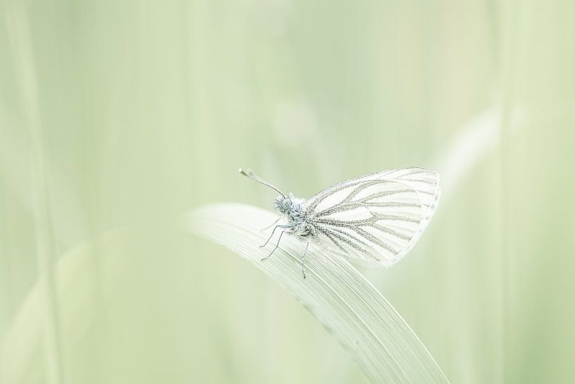 Small veined white by Lucia Leemans