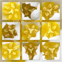 close up bouquet tulipsheart