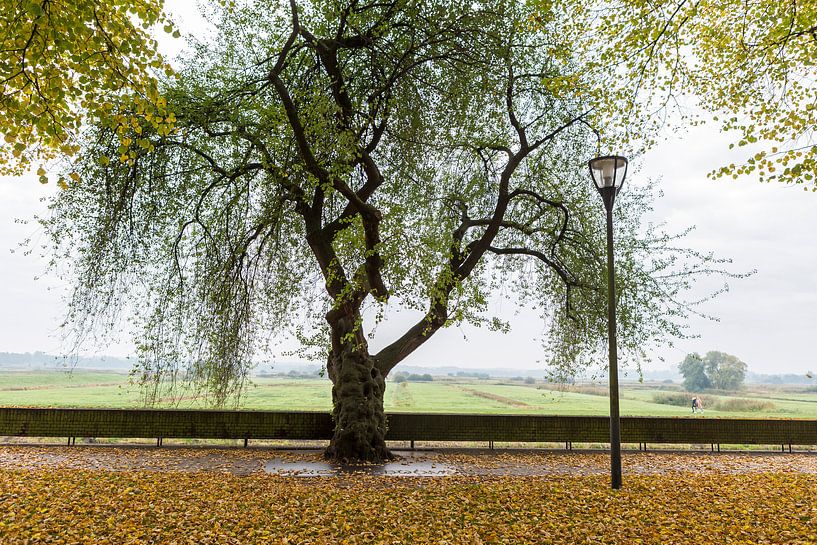 Weichselbaum, Prunus mahaleb, in Herzogenbusch in Herbstfarben von Sander Groffen