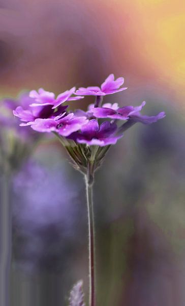 Wie ein Gemälde von Katarina Niksic