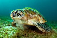 Green sea turtle