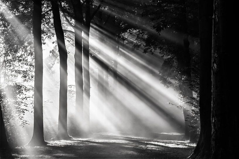 Zonnestralen schijnen over een boslaan in Amelisweerd von Arthur Puls Photography