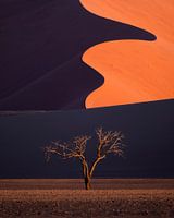 Ein Baum im Sossusvlei