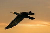 Ein detaillierter Kormoran im Flug mit ausgebreiteten Flügeln. Vor einem goldenen Himmel mit gelben 