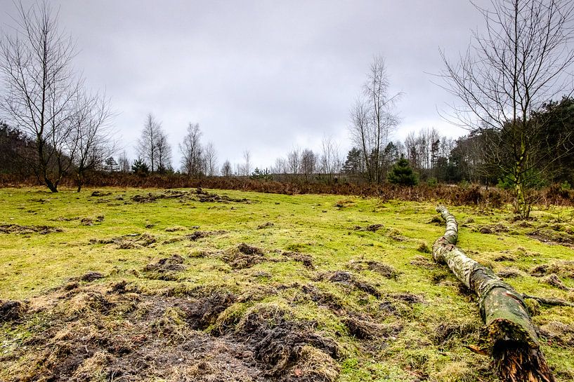Het Leesten op de Veluwe (Nederland) by H Verdurmen