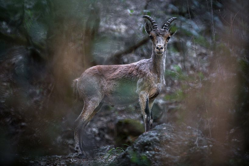 Steinbock von Martijn Smeets