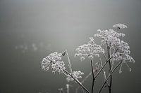 frozen cow parsley