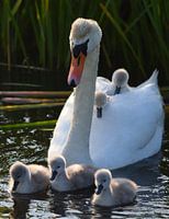 Zwaan met jongen