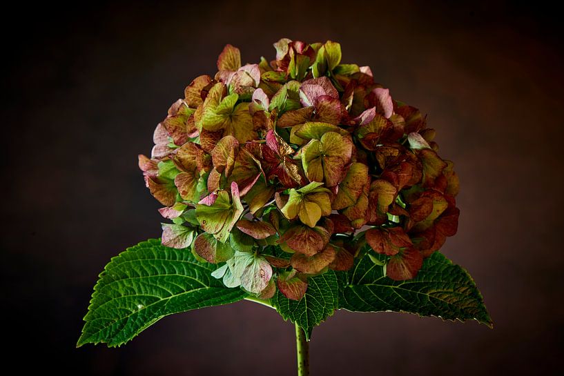 Nahaufnahme einer Hortensie von Jenco van Zalk