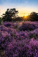 Sunset over the heath