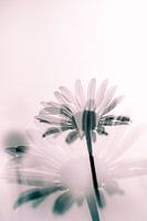 Margerite in der Abendsonne