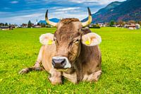 Kuh, Allgäuer Braunvieh, auf der Weide, Loretto Wiesen, bei Oberstdorf, Allgäu