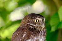 Portrait of a pygmy owl