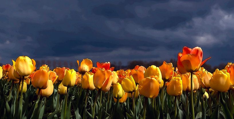 Tulipes jaune-orange sur fond sombre par Franke de Jong