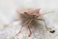 Auge in Auge mit einem Rüsselkäfer