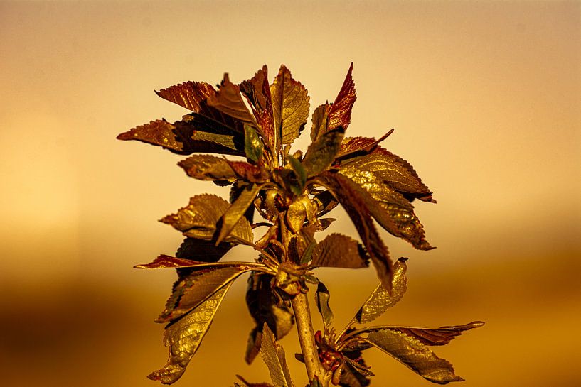 Natur im Erzgebirge von Johnny Flash