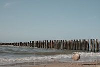 Mouette a long de la côte de Domburg