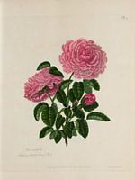 Une collection de roses d'après nature, A. Lawrance