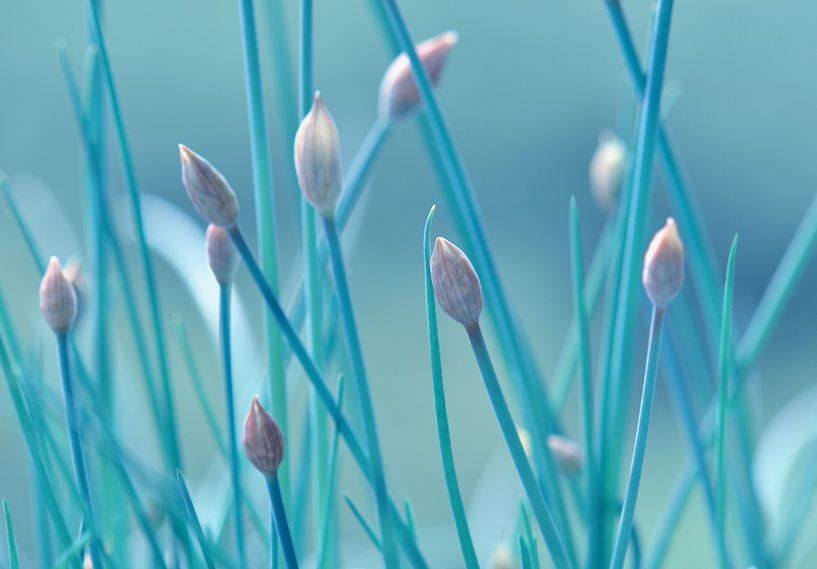 Alliance par Violetta Honkisz